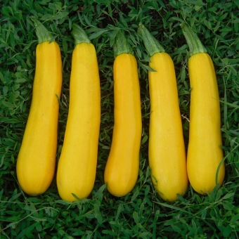 Кабачок цукіні Санлайт F1