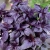 Базилік фіолетовий Темний опал